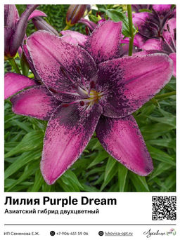 Лилия Purple Dream (Азиатский гибрид, двухцветный)