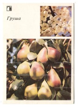 Открытка Груша