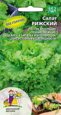 Салат РИЖСКИЙ  Без горечи! Листья хрустящие, сочные, нежные! Идеален в салатах и бутербродах! Устойчив к цветушности!