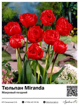 Тюльпан Miranda (Махровый поздний)