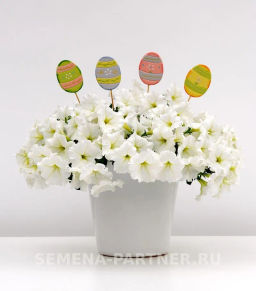 Петуния Изи Вэйв Уайт F1 каскадно-ампельная - Партнер фото 3