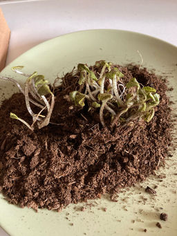 Фиалка мотыльковая белая