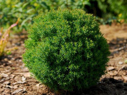 Туя западная Тедди - Долина роз фото 4