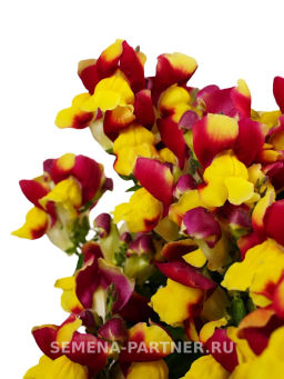 Львиный Зев низкорослый крупноцветковый Гранд Аморе Сперанца - Партнер фото 3