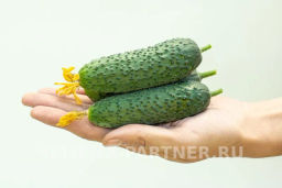 Огурец партенокарпический Бьерн - Партнер фото 4