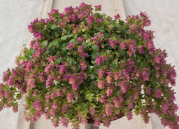 Орегано КИРИГАМИ Идеален для городской жизни! - Уральский дачник фото 2