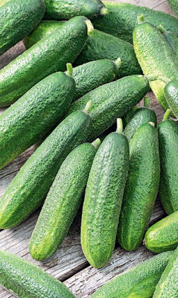 Огурец ВЯЗНИКОВСКИЙ 37  Огромный урожай даже в самое неблагоприятное лето! Суперзасолка!