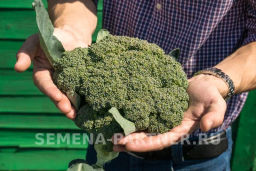 Капуста брокколи Грин Мэджик - Партнер фото 3