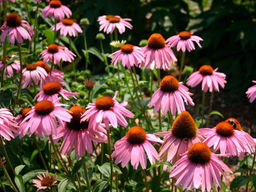 Эхинацея Purpurea Magnus (Магнус) - Долина роз фото 2
