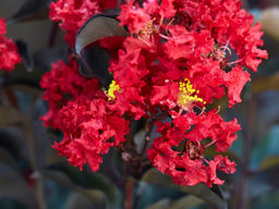 Лагерстремия индийская Блэк Даймонд Бест Ред - Долина роз фото 2