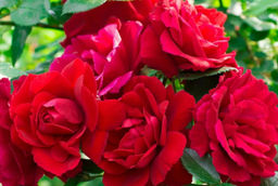 Роза Хай мейджик чайно-гибридная - 1000корней фото 2