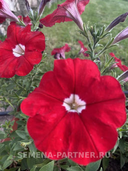 Петуния Итальянка Кларетта каскадная красная - Партнер фото 4