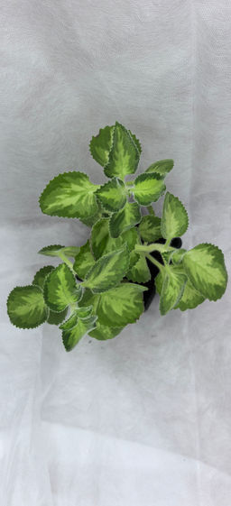 2d8cdb6b1da8e74d224b5917ab248ff16ce3pbrmi0pc72t