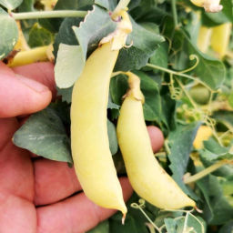 Золотой Императорский Сахарный Снеп Горох - Imperial Golden Sugar Snap Peas