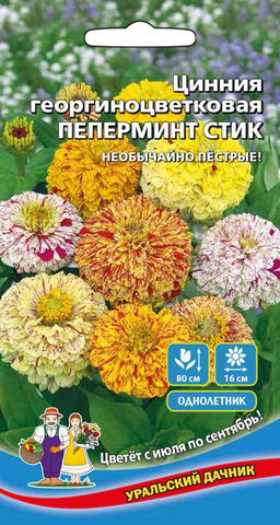 Цинния ПЕПЕРМИНТ СТИК георгиноцветковая