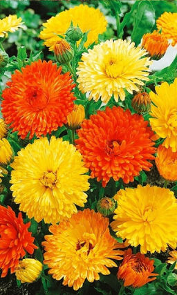 Календула ЧАРОДЕЙКА Высокорослая смесь с соцветиями разнообразной окраски!