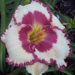 Лилейник Эйджлес Бьюти