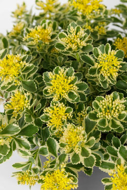 Седум Очиток Atlantis (Такесимский) - Голландские луковицы фото 2