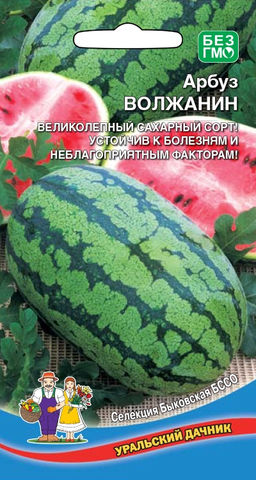 Арбуз ВОЛЖАНИН Великолепный сахарный сорт! Устойчив к болезням и неблагоприятным факторам!
