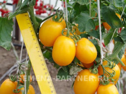 Томат Ренессанс - Партнер фото 4