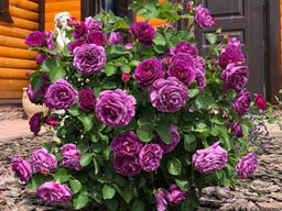 Роза Минерва