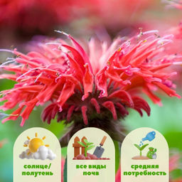 Монарда (бергамот) красная - Долина роз фото 2