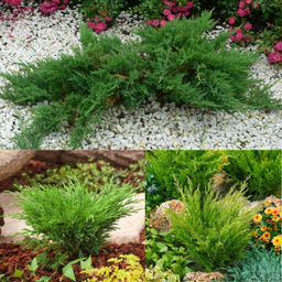 Можжевельник горизонтальный Андора Компакт - Долина роз фото 3