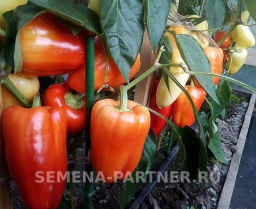 Перец сладкий Халиф - Партнер фото 5