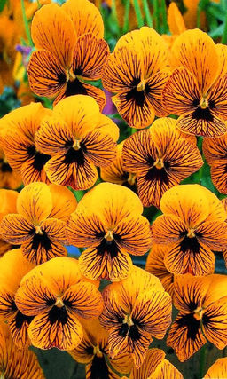 Фиалка рогатая СОРБЕТ ТАЙГЕР АЙ F1  Длительное и продолжительное цветение. Образует до 60 цветков на