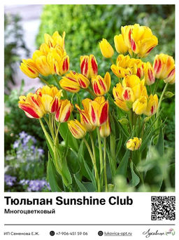 Тюльпан Sunshine Club (Многоцветковый)