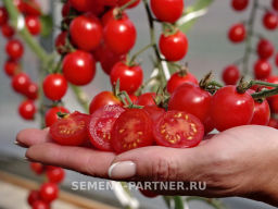 Томат Пушка - Партнер фото 8