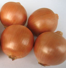 Лук репчатый Борец F1 (А)(ЦВ) 0,5гр. - Поиск фото 2