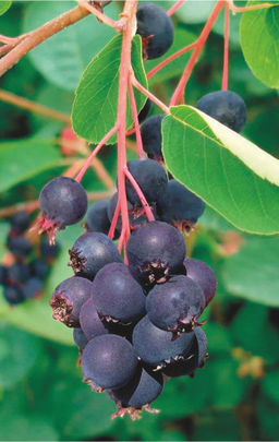 Ирга Смоуки (саженец с этикеткой) 1шт