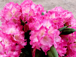 Рододендрон Fantastica (Фантастика) - Долина роз фото 3