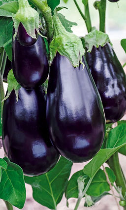 Баклажан ЧУДО ФИОЛЕТОВОЕ F1 Чудо-урожай даже у начинающего огородника! Устойчив к паутинному клещу!