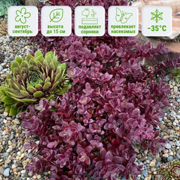 Очиток гибридный Санспаклер Файеркрекер