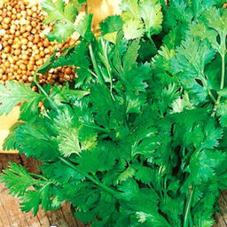 5033D Кориандр овощной Бородинский 2гр