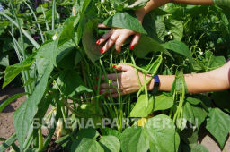 Фасоль Серенгети - Партнер фото 4