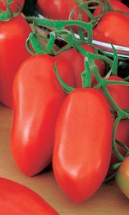 Томат МАТАДОР Для цельноплодного консервирования!