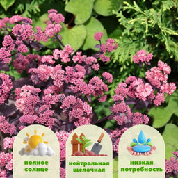 Очиток Чоколэт Черри