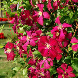 КЛЕМАТИС Мадам Джулия Корревон Разбор I Кол-во упак., шт 2