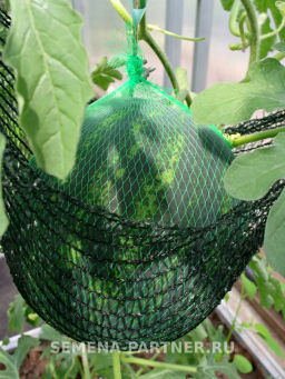 Арбуз Азиль - Партнер фото 3