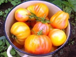 Помидоры Polish Pastel Bi-Color