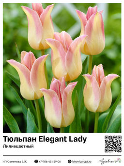 Тюльпан Elegant Lady (Лилиецветный)