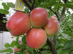 Яблоня Граф Эззо