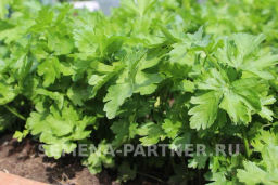Петрушка листовая Карнавал - Партнер фото 3