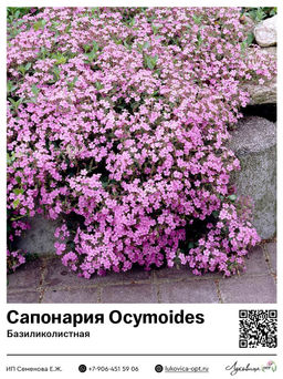 Сапонария Мыльнянка Ocymoides (Базиликолистная)