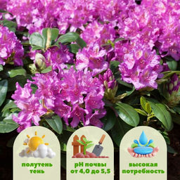 Рододендрон Пинк Пурпл Дрим - Долина роз фото 2