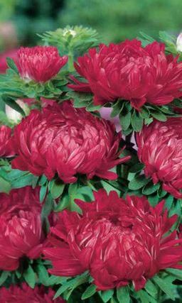 Астра КРАСНАЯ БАШНЯ (РОТЕР ТУРМ)  Сортотип пионовидная