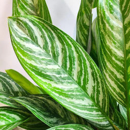 Аглаонема Страйпс